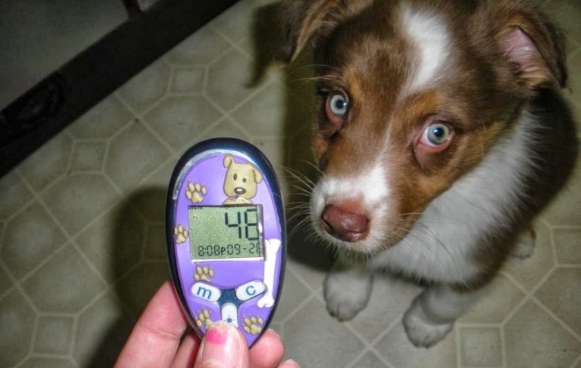 Сахарный диабет у собаки