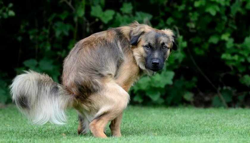 Чёрный кал у собаки Чёрный кал у собаки