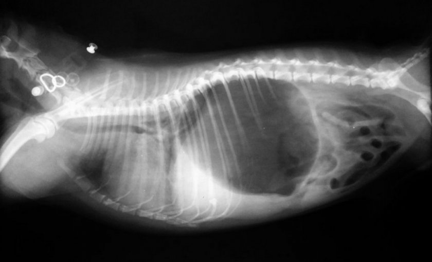 Заворот желудка у собаки Заворот желудка у собаки