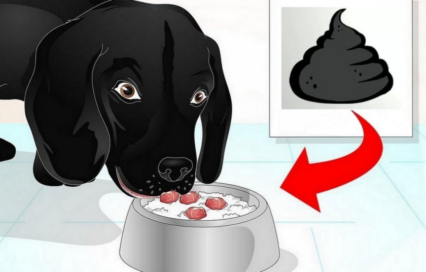 Чёрный кал у собаки