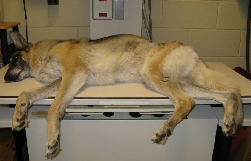 Метеоризм у собаки