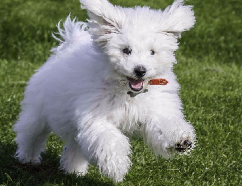 Бишон фризе