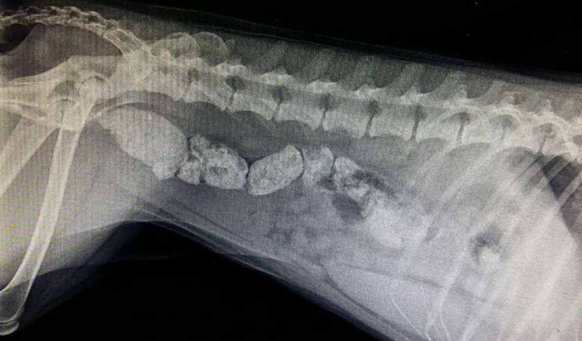 Запор у собаки