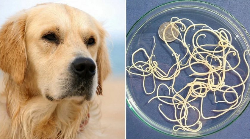 Паразиты у собаки