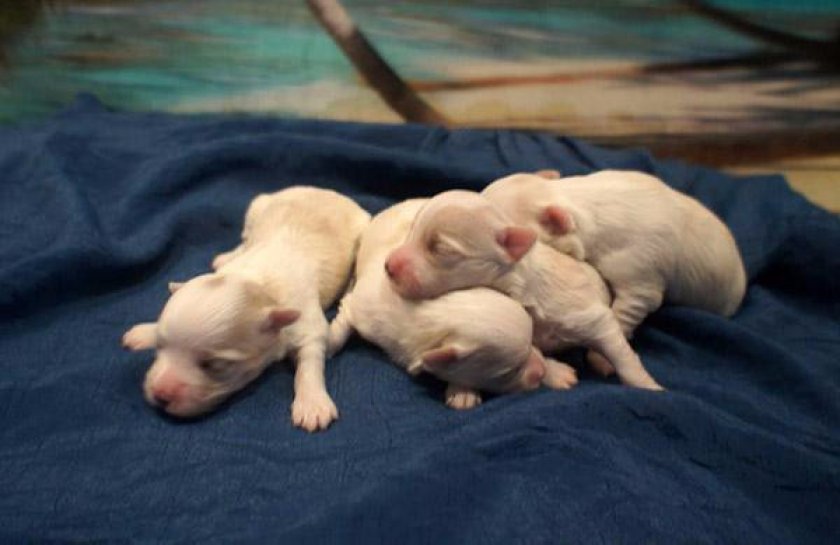 Бишон фризе