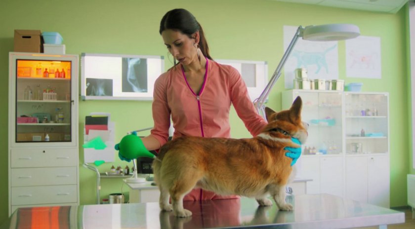 Клизма собаке