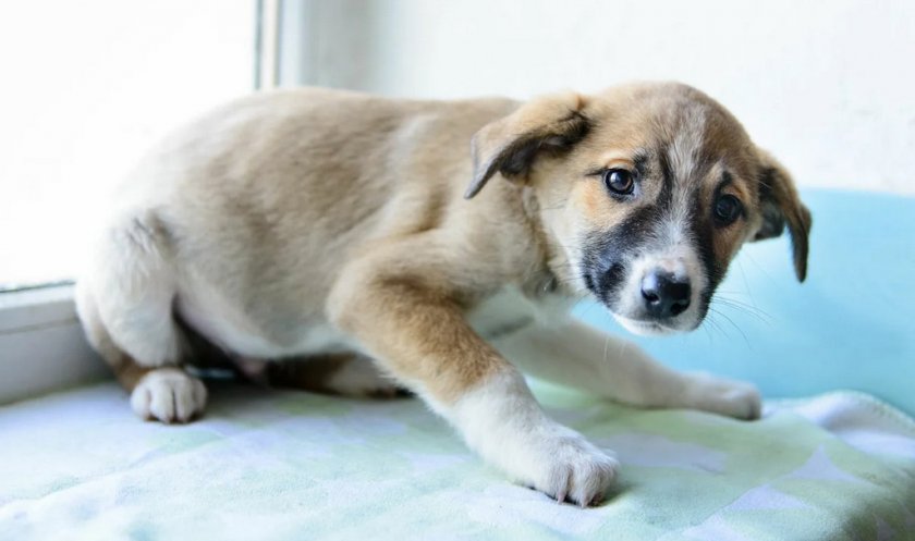 Собака дрожит