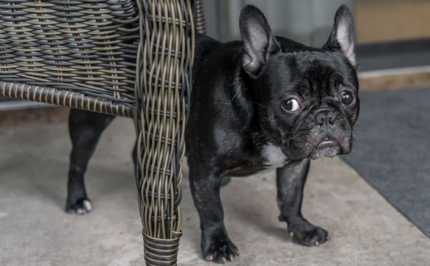 Страх у собаки Страх у собаки