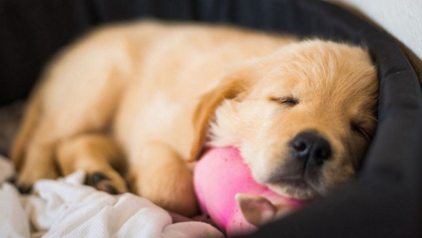 Собака дрожит во сне Собака дрожит во сне