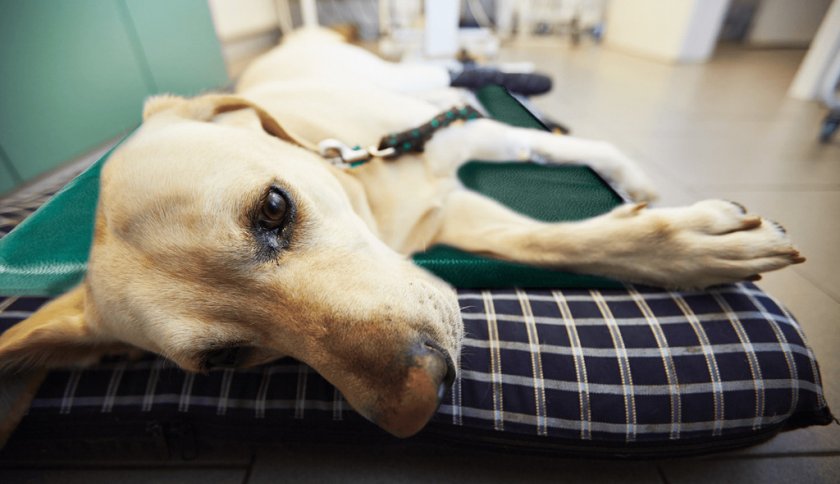 Отравление у собаки Отравление у собаки