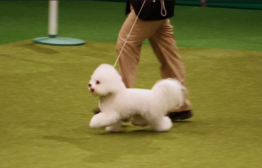 Бишон фризе