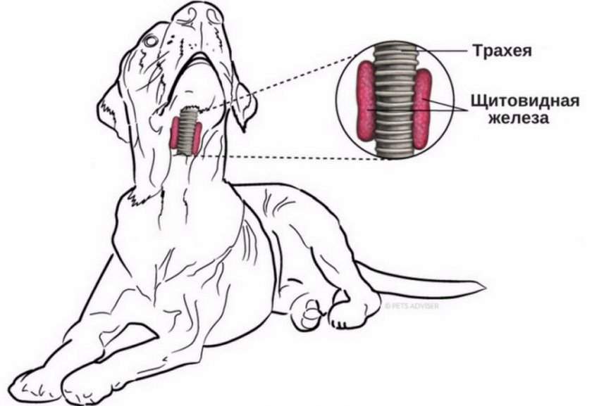 Щитовидная железа у собаки Щитовидная железа у собаки