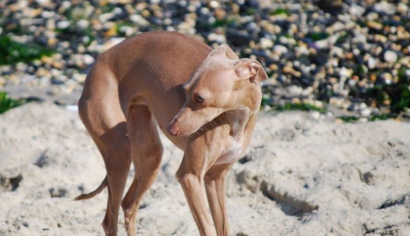 Собака трясётся и дрожит