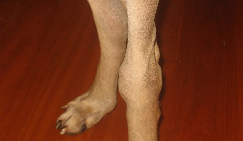 Артроз у собаки Артроз у собаки