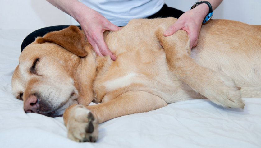 Артроз у собаки Артроз у собаки
