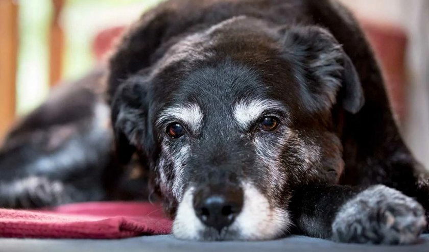 Старая собака Старая собака