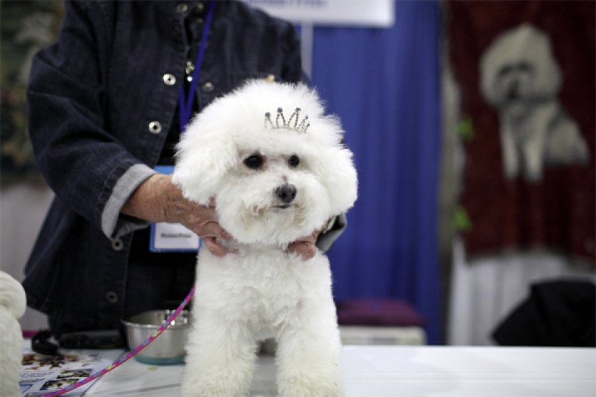 Бишон фризе