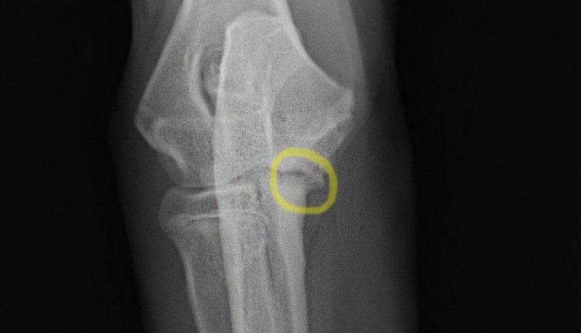 Остеохондрит у собаки Остеохондрит у собаки