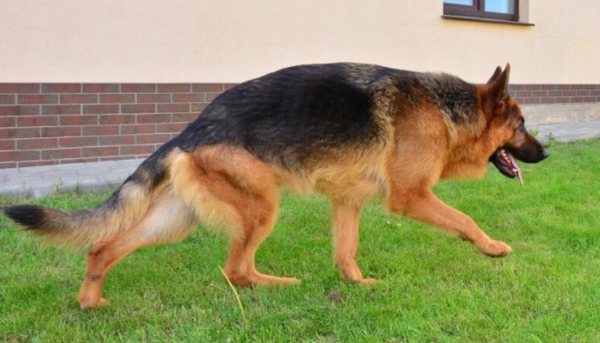 Остеохондроз у собаки