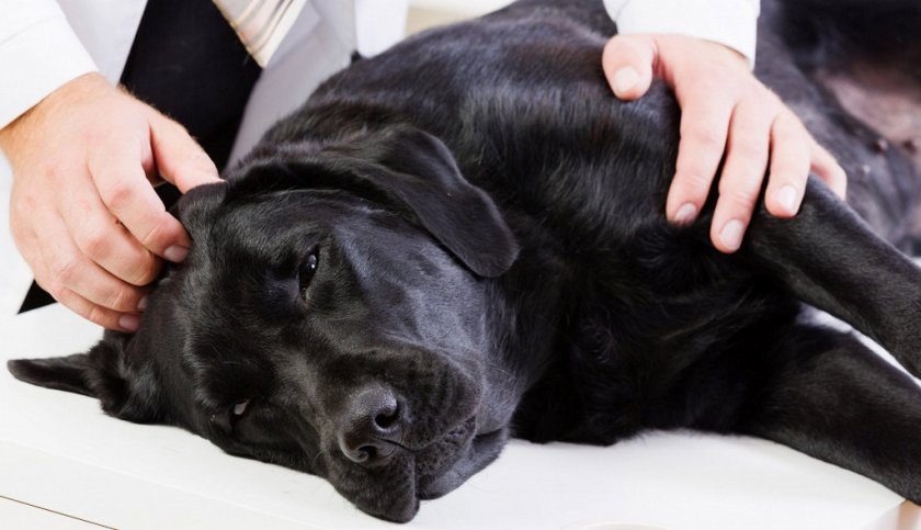 Причины остеохондроза у собаки Причины остеохондроза у собаки