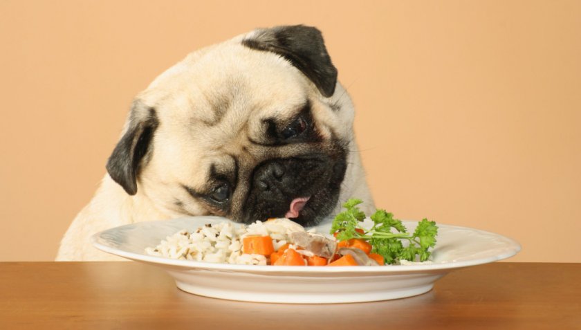 Питание собаки при лечении Питание собаки при лечении