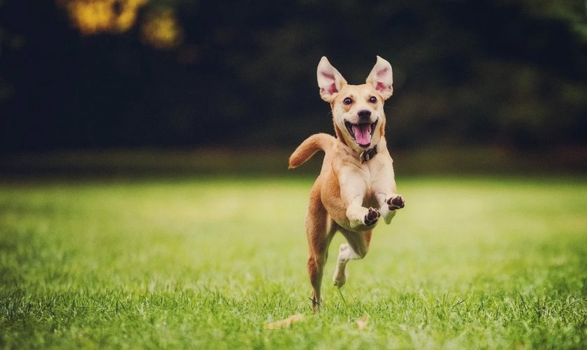 Здоровая собака Здоровая собака