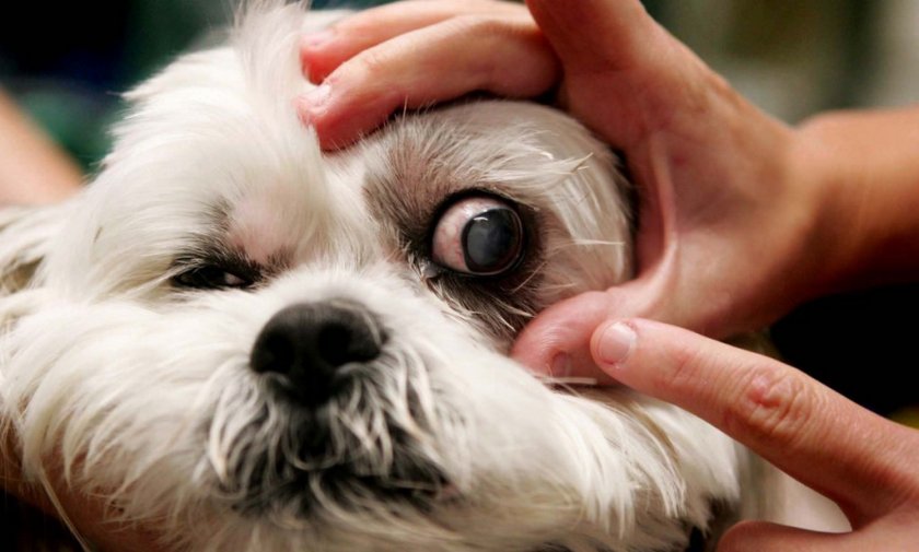 Выпадение глаз у ши-тсу