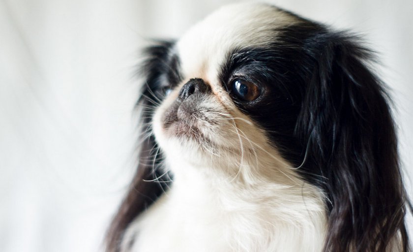 Японский хин