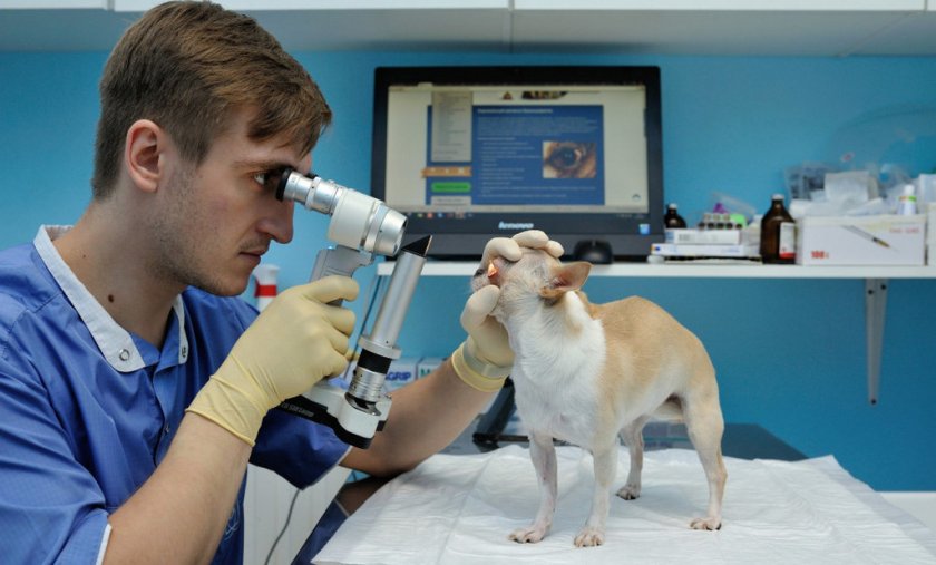 Осмотр глаз собаки после операции