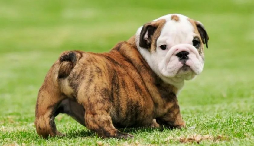 Здоровая собака