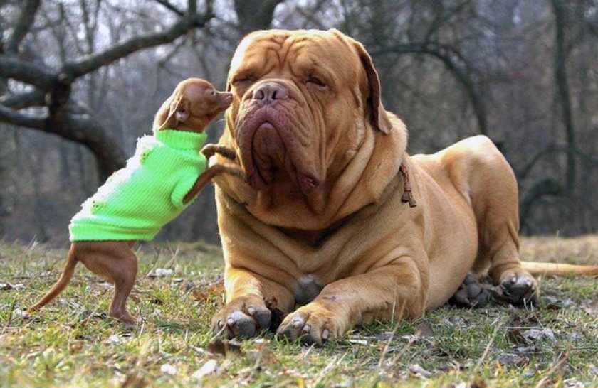 Бордоский дог