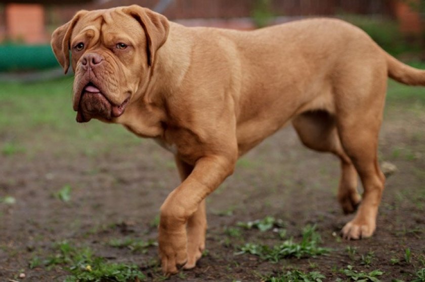 Бордоский дог Бордоский дог