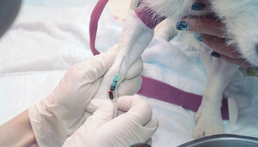 Внутривенный укол собаке