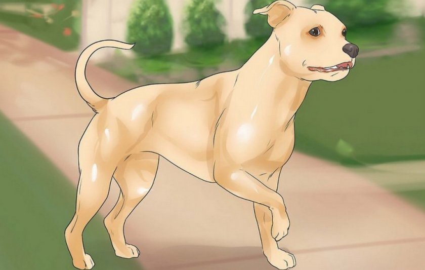 Хромота у собаки