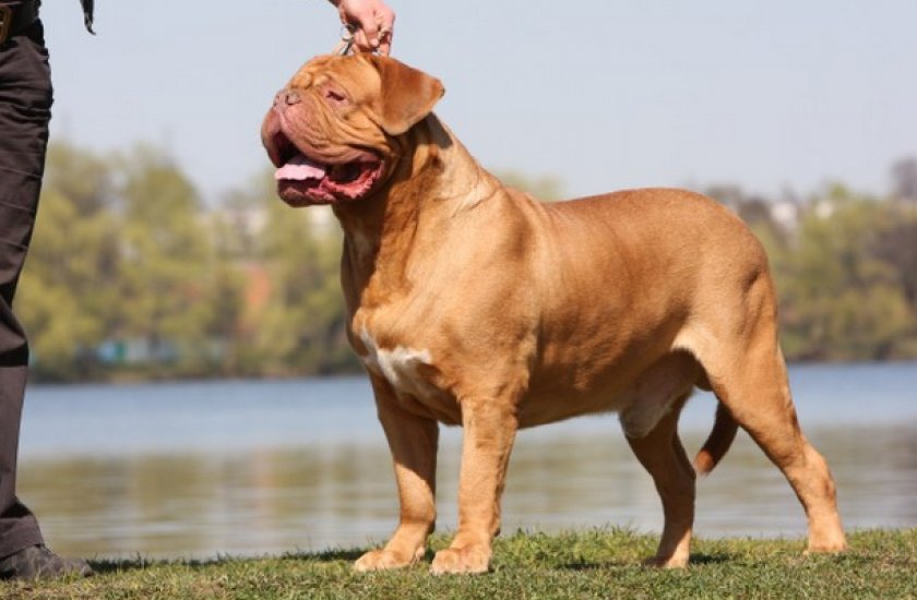 Бордоский дог Бордоский дог