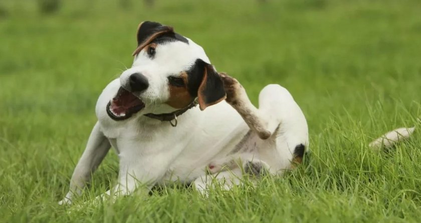 Собака чешет ухо Собака чешет ухо