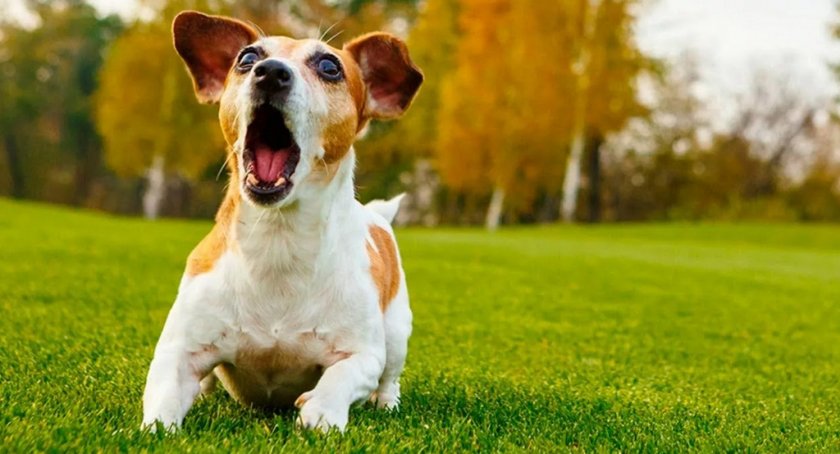 Собака играет на природе