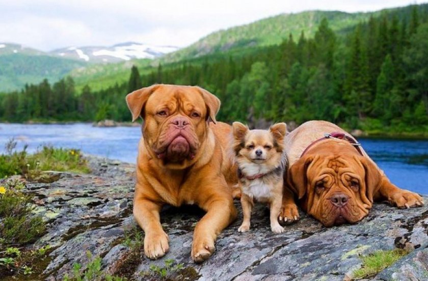 Бордоский дог Бордоский дог