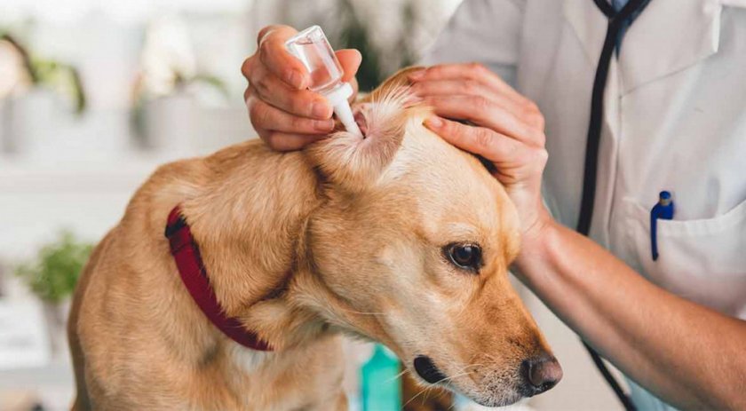 Лечение ушей собаки Лечение ушей собаки