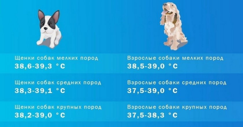 Нормальная температура тела у собак средних пород: какая норма у взрослых и  щенков, как правильно измерять, что означают отклонения