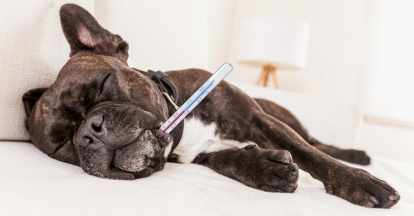 Нормальная температура у собаки