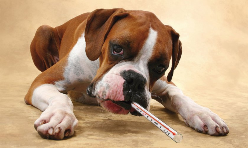 Нормы температуры у щенков