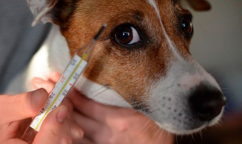 Температура у собаки