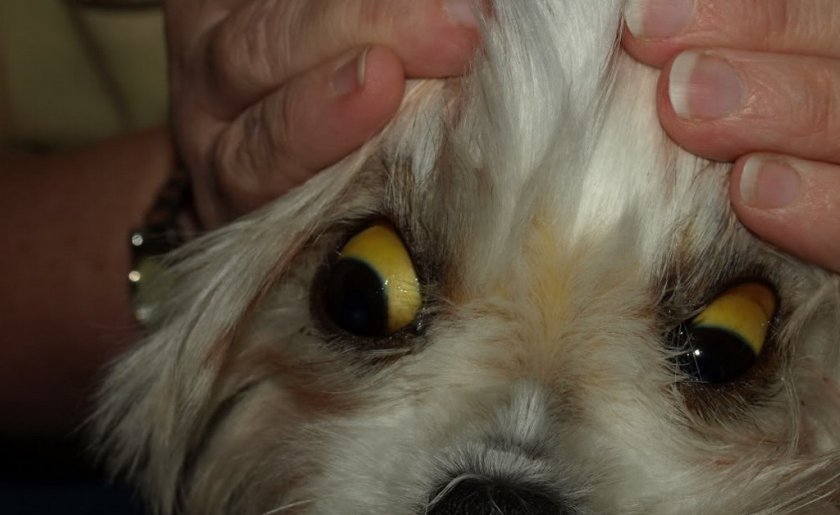 Гепатит у собаки Гепатит у собаки