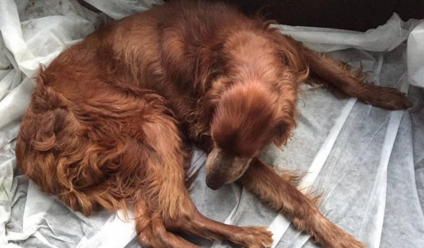 Болезни печени у собаки Болезни печени у собаки