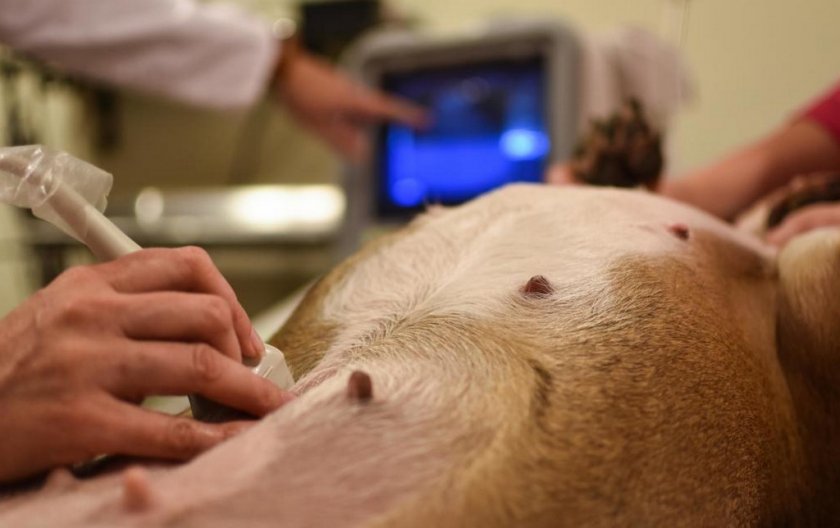 УЗИ собаке УЗИ собаке