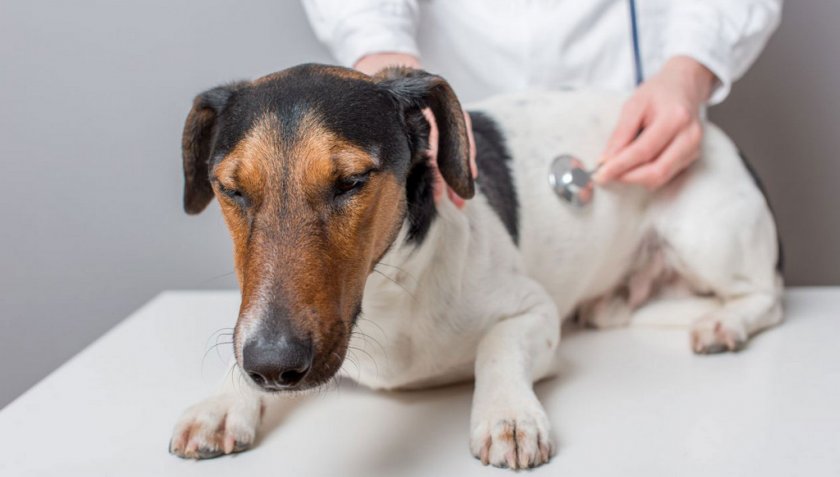 Печёночная энцефалопатия у собак