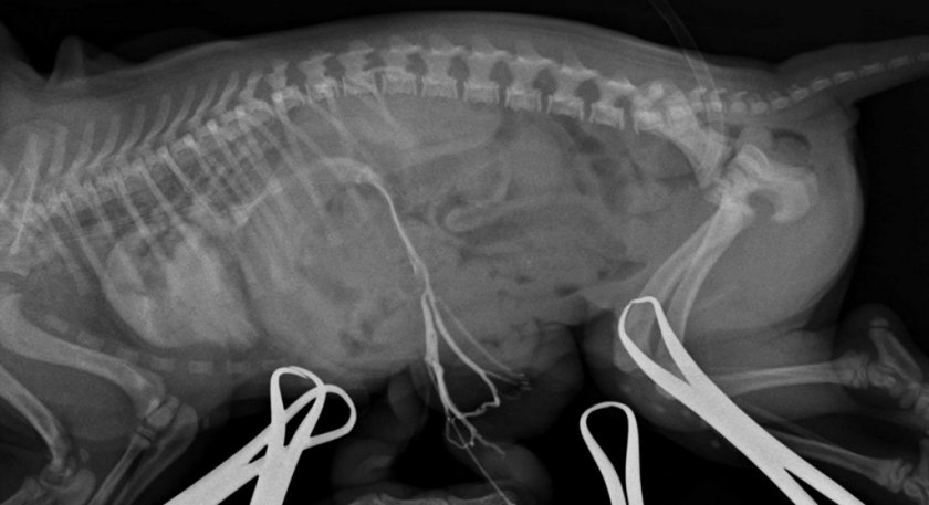 Рентген при гепатоэнцефалопатии у собаки
