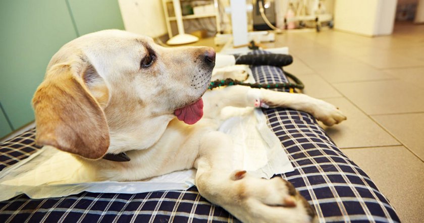 Больная собака