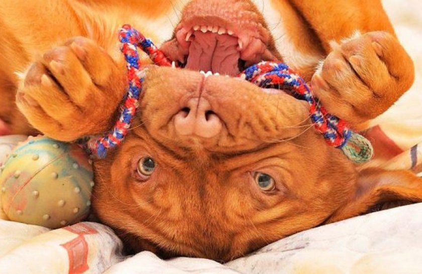 Бордоский дог Бордоский дог